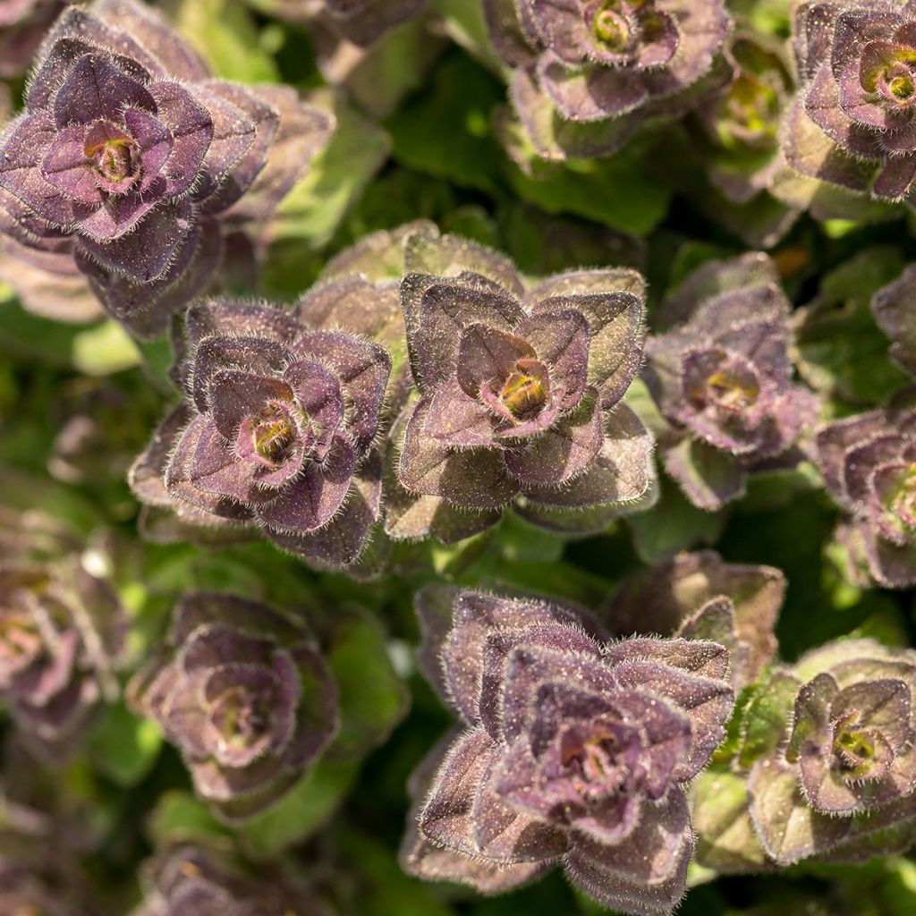 Ajuga pyramidalis - Pyramidal bugle