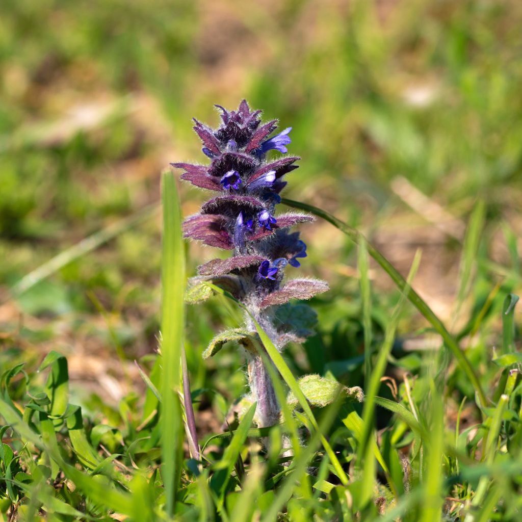 Ajuga pyramidalis - Pyramidal bugle