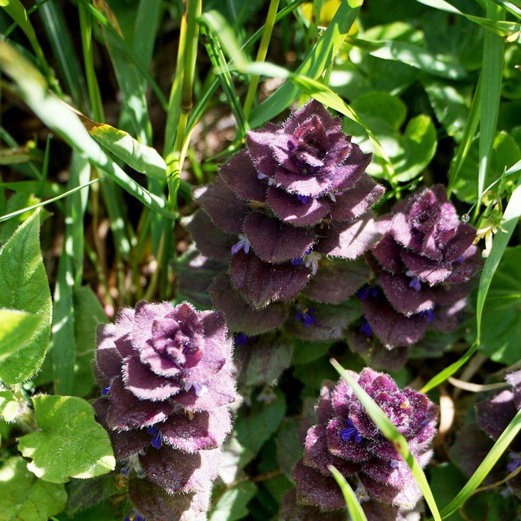 Ajuga pyramidalis - Pyramidal bugle