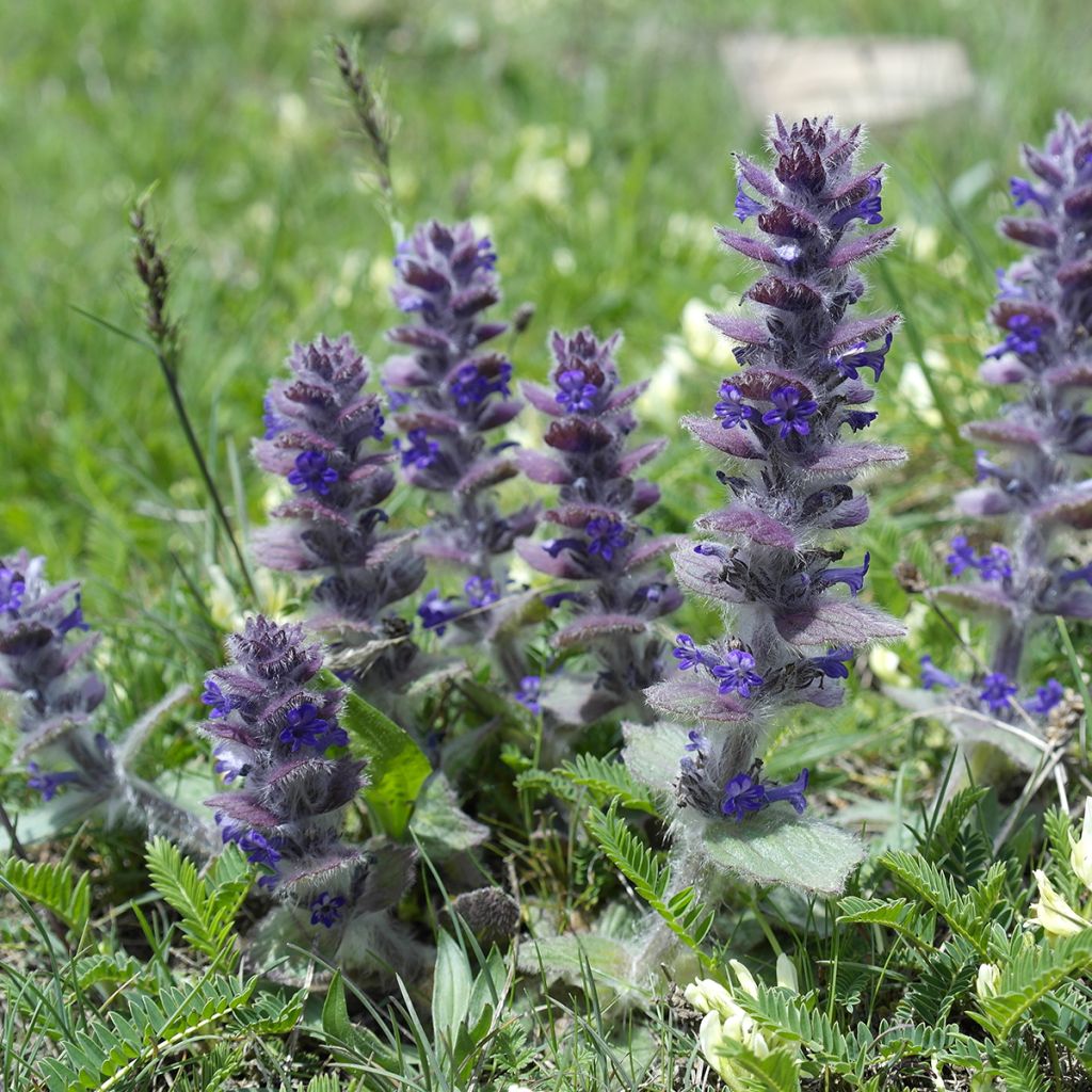 Ajuga pyramidalis - Pyramidal bugle