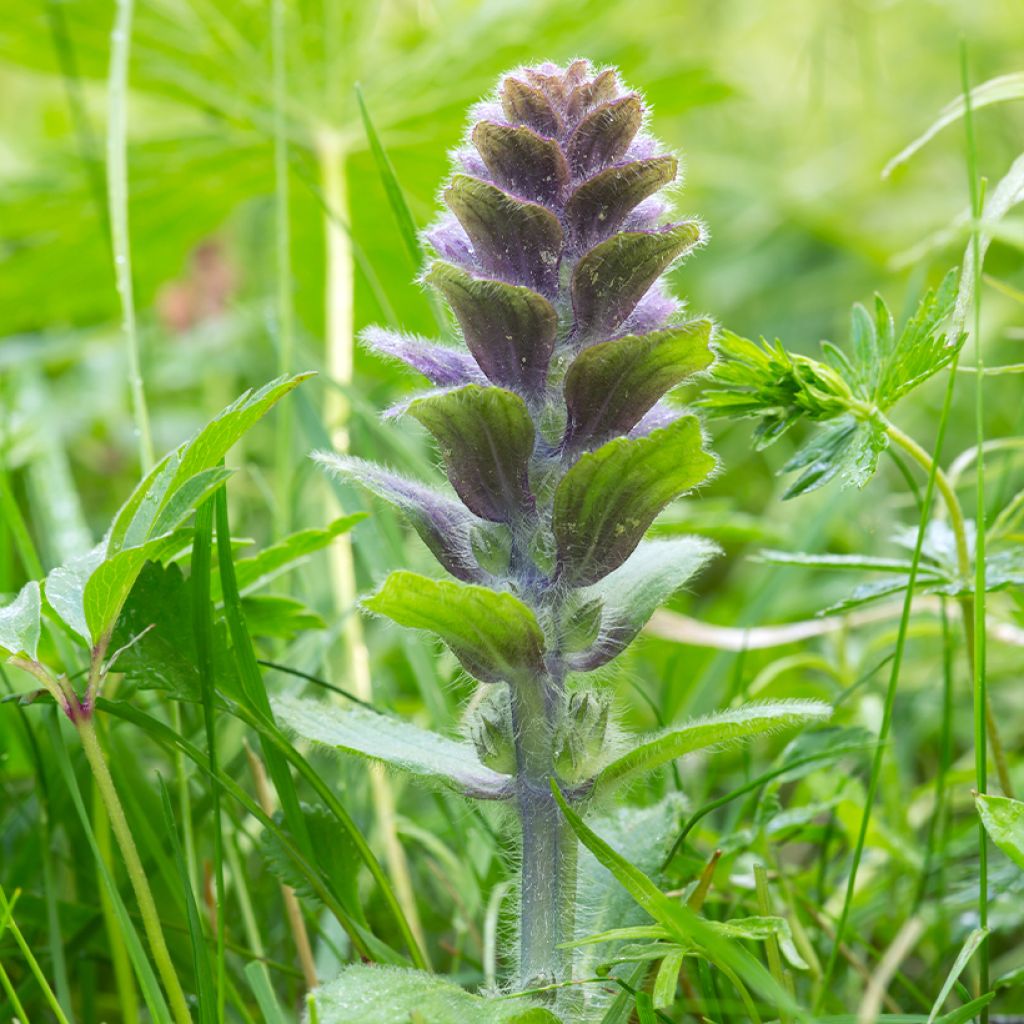 Ajuga pyramidalis - Pyramidal bugle