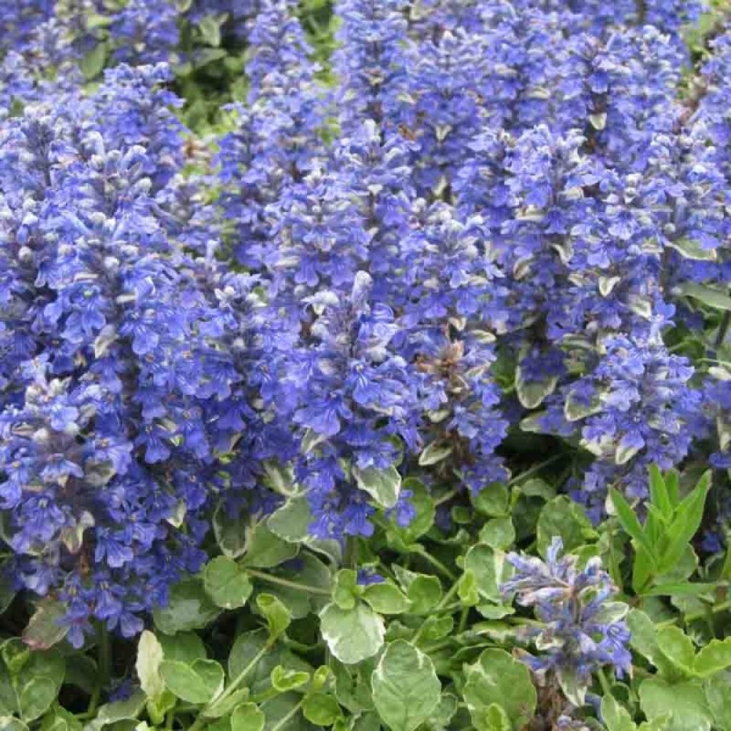 Ajuga reptans Variegata