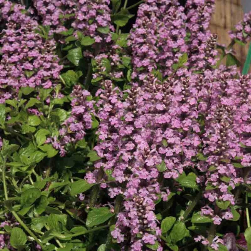 Ajuga reptans Purple Torch