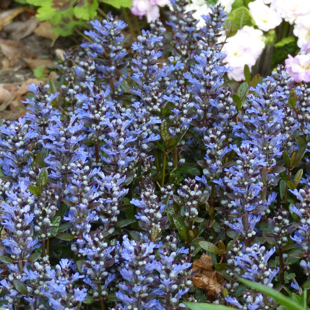Ajuga x tenorii Chocolate Chip