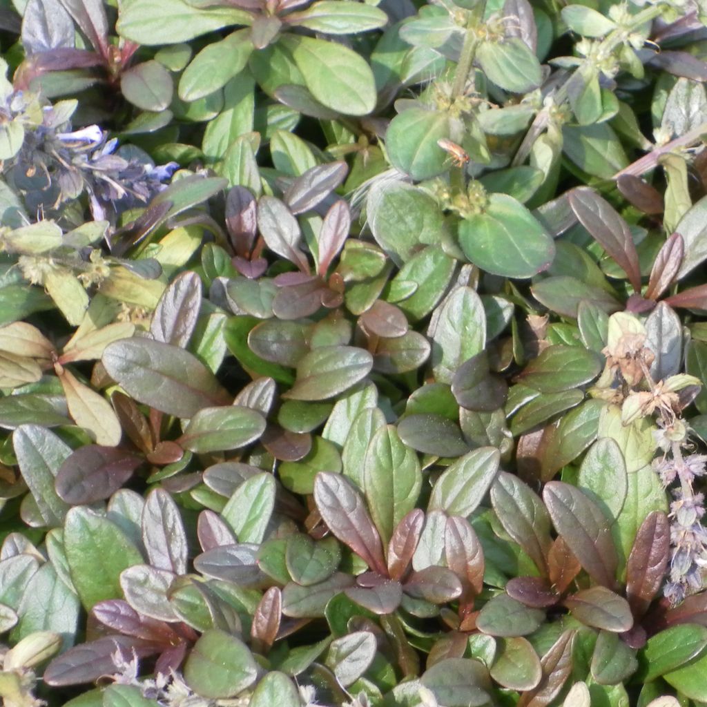 Ajuga x tenorii Chocolate Chip