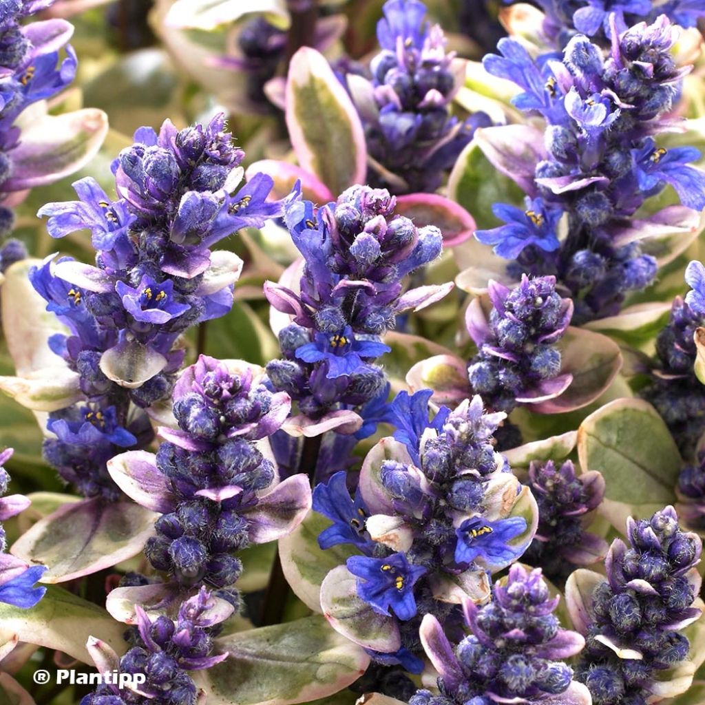 Ajuga x tenorii Princess Nadia