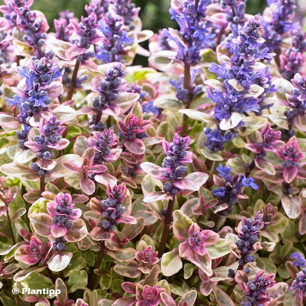 Ajuga x tenorii Princess Nadia
