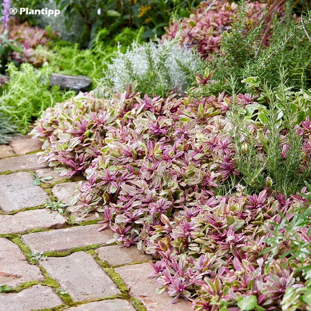 Ajuga x tenorii Princess Nadia