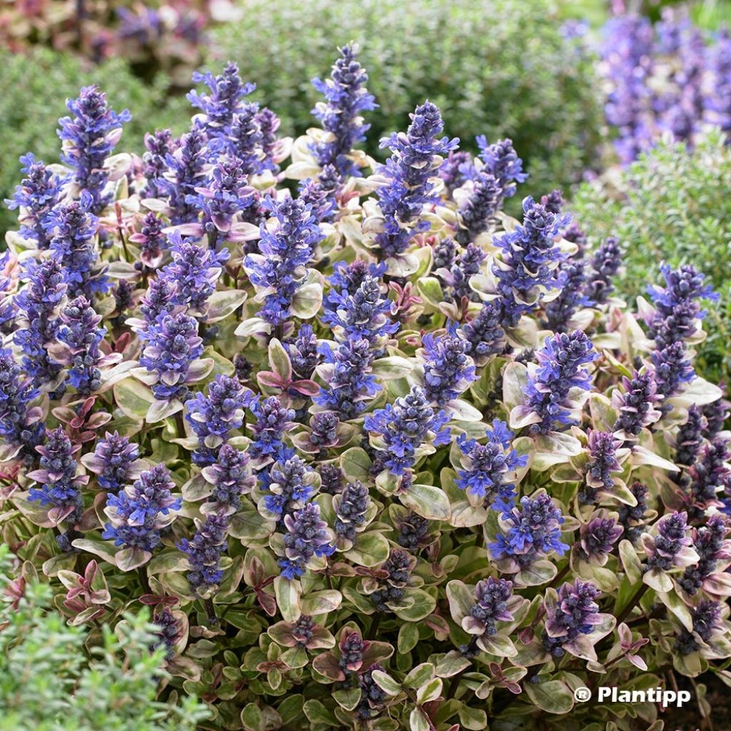 Ajuga x tenorii Princess Nadia
