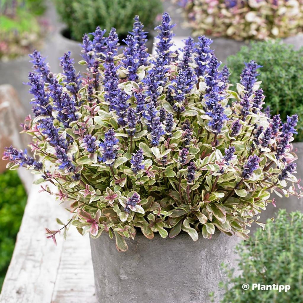 Ajuga x tenorii Princess Nadia