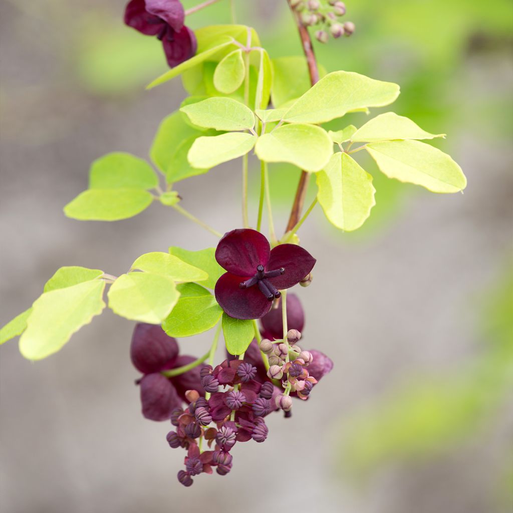 Akebia quinata - Chocolate Vine