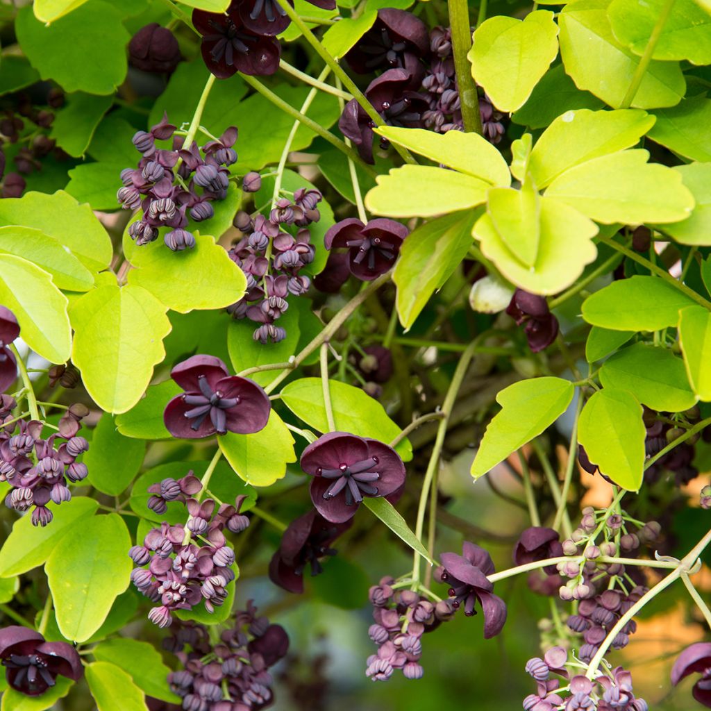 Akebia quinata - Chocolate Vine