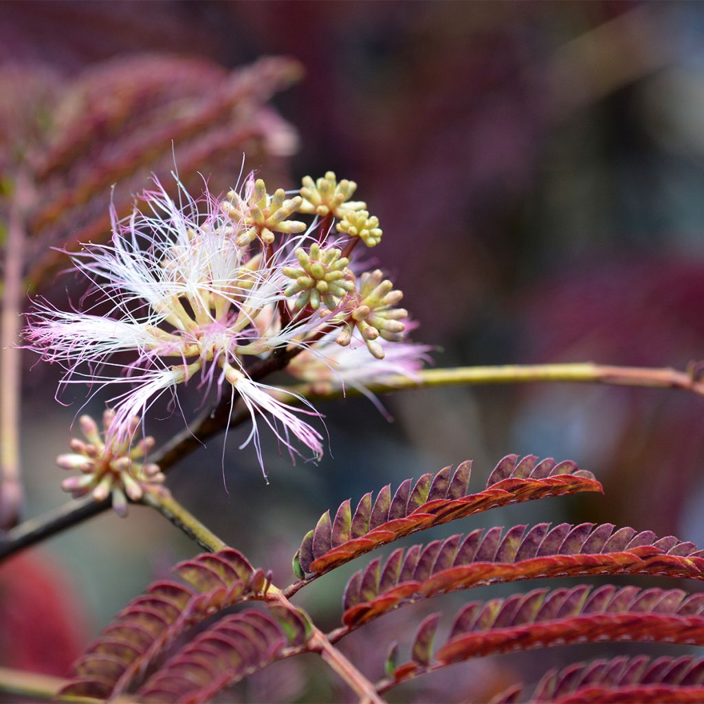 Albizia julibrissin Eveys Pride