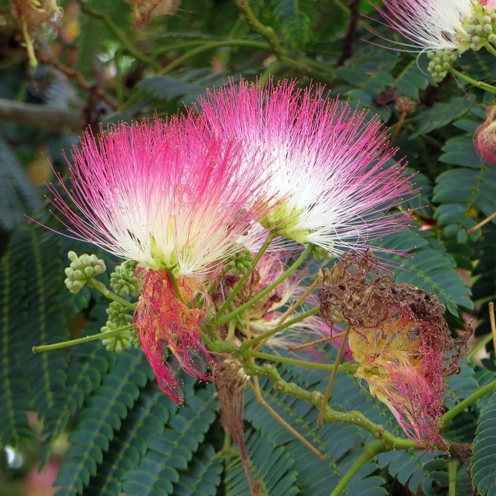 Albizia julibrissin Rosea