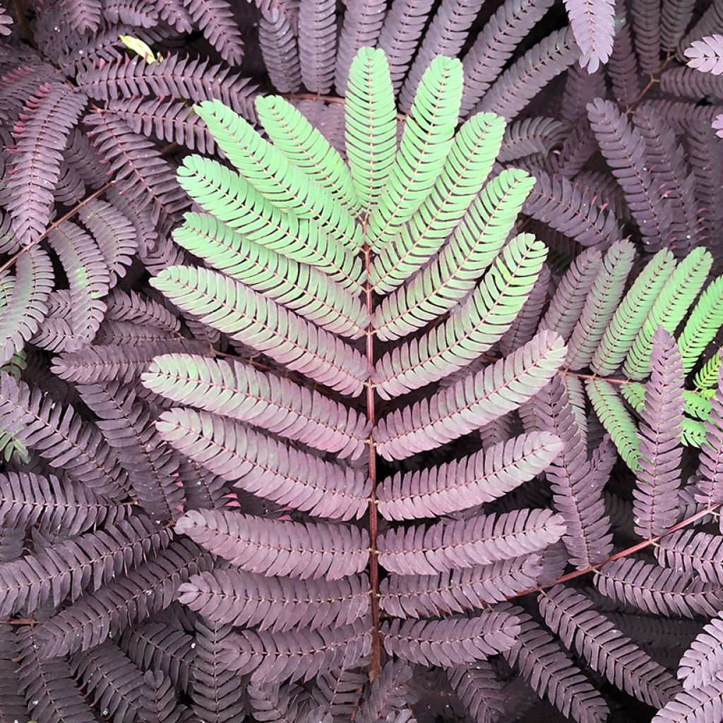Albizzia julibrissin Summer Chocolate