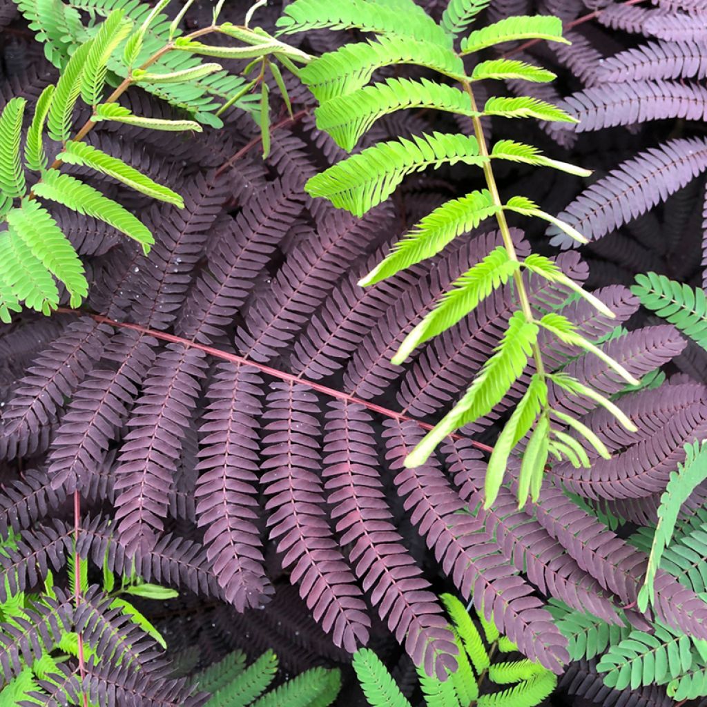 Albizzia julibrissin Summer Chocolate
