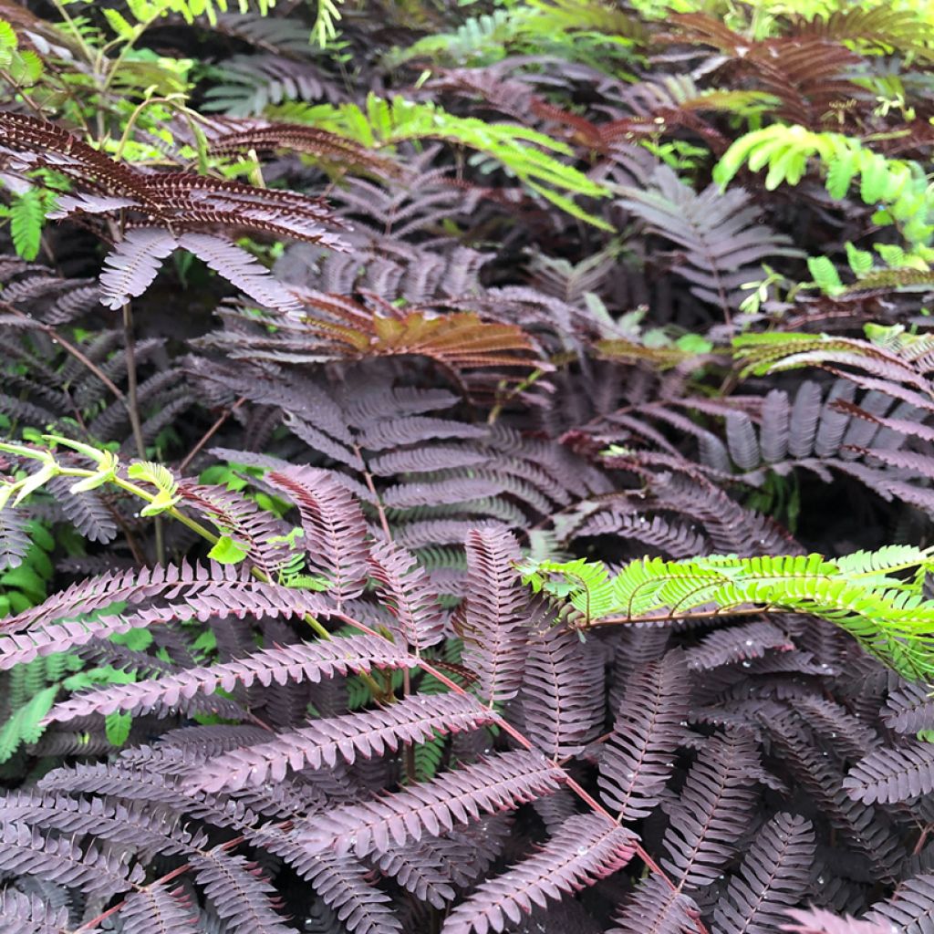 Albizzia julibrissin Summer Chocolate