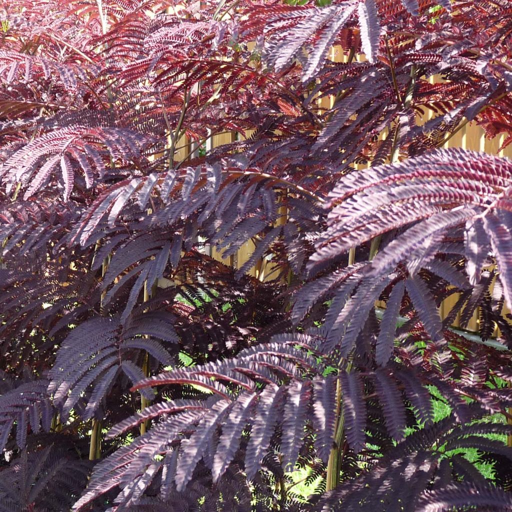 Albizzia julibrissin Summer Chocolate