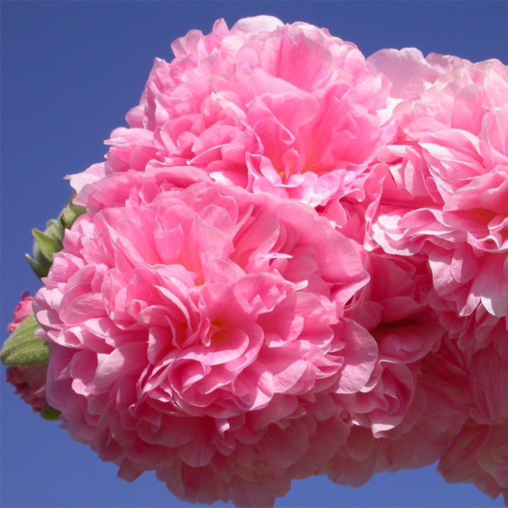 Alcea rosea Chaters Double Rose - Hollyhock