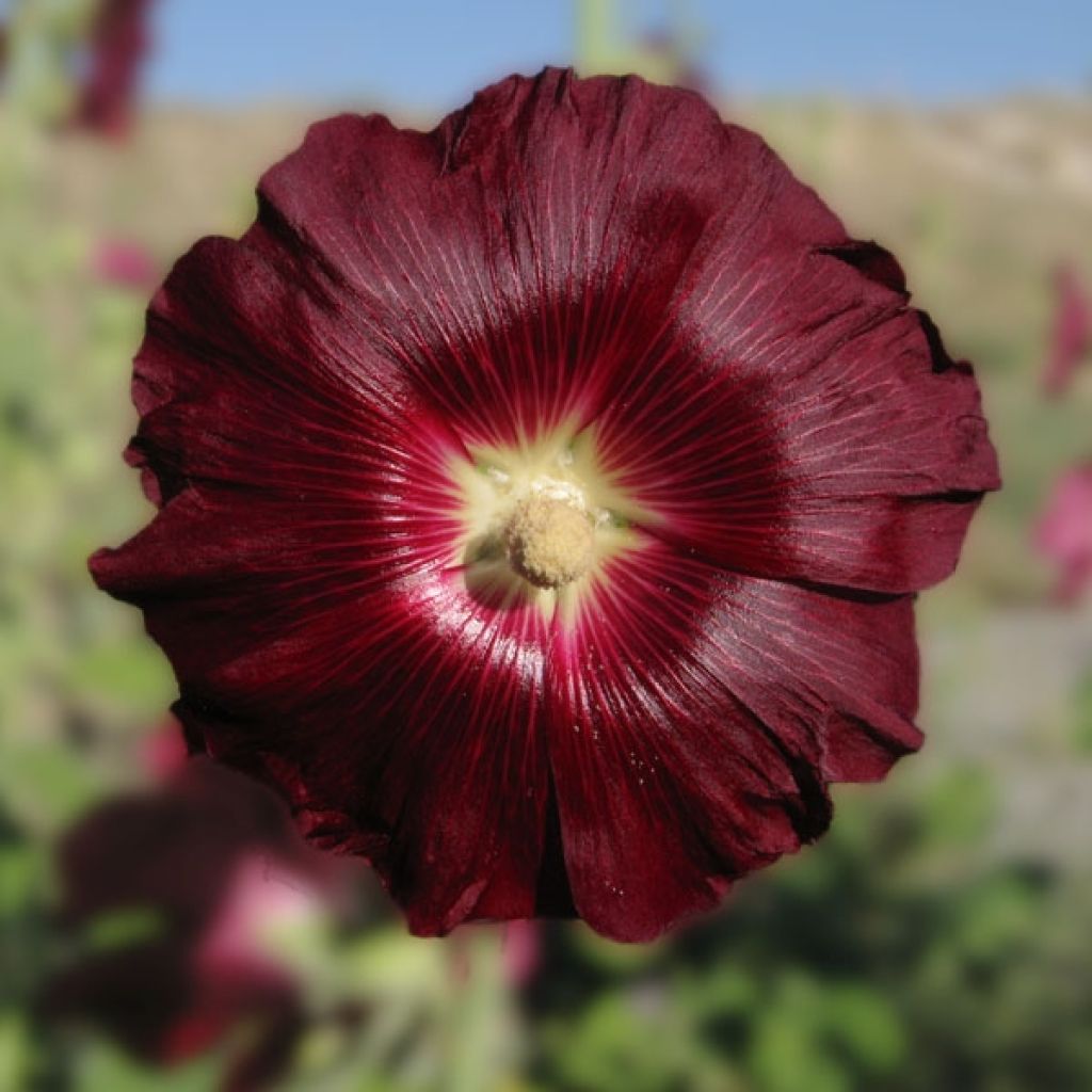 Alcea rosea Nigra - Hollyhock