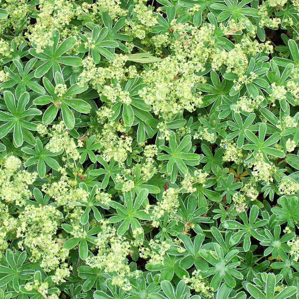 Alchemilla  alpina 