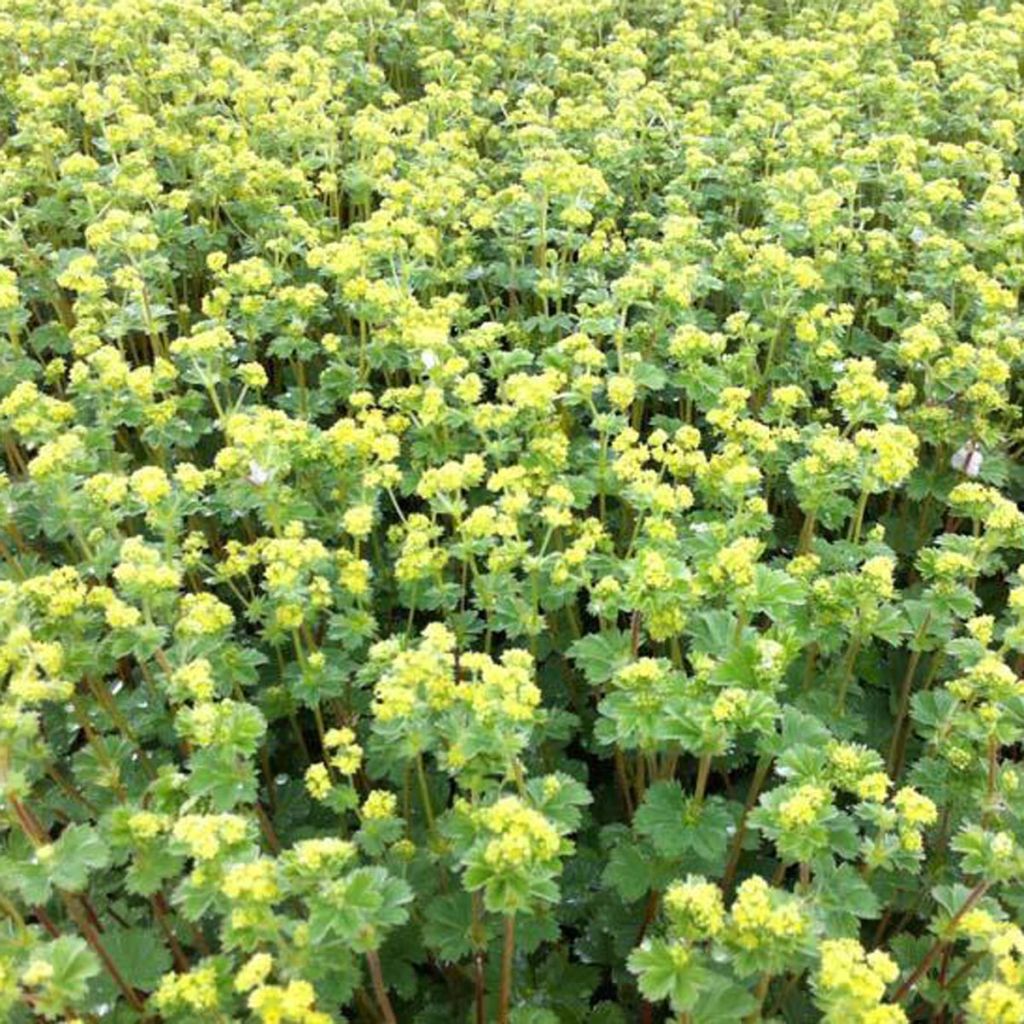 Alchemilla  erythropoda