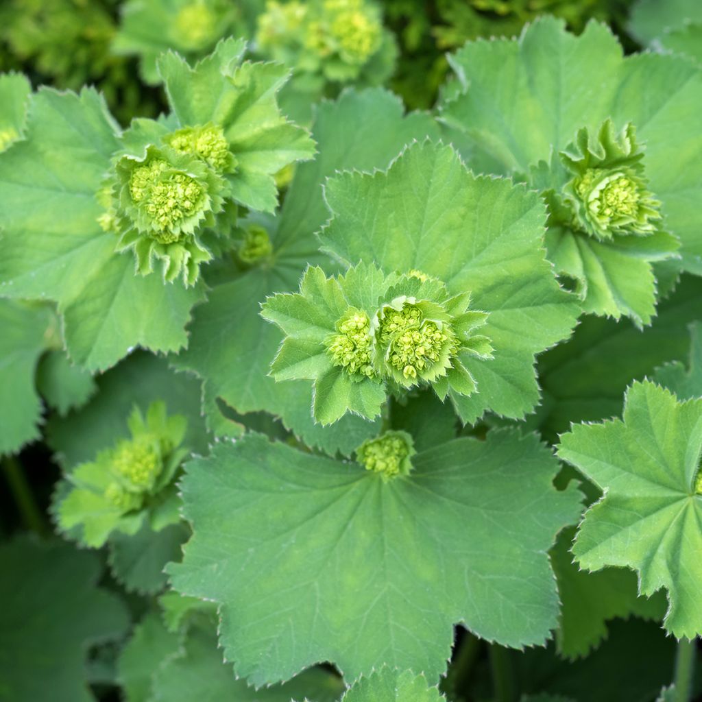 Alchemilla vulgaris 