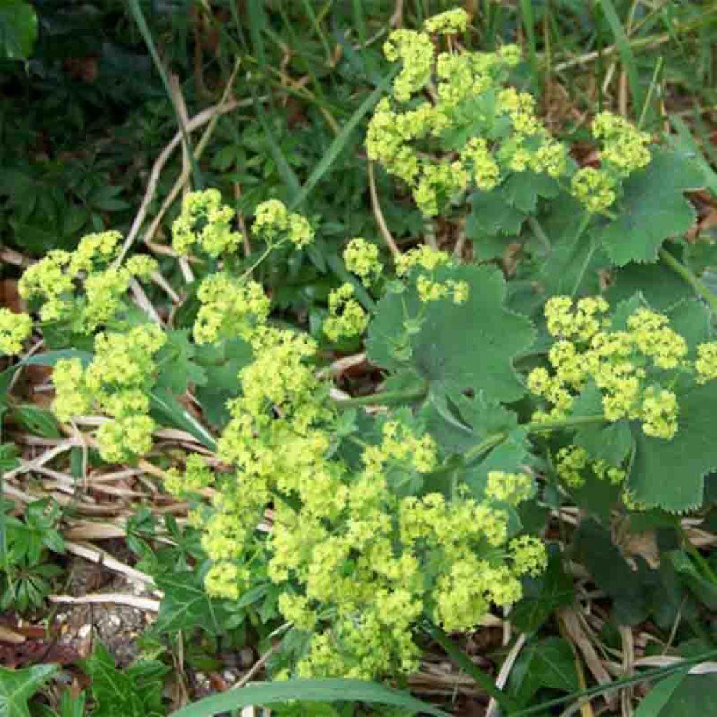 Alchemilla vulgaris 