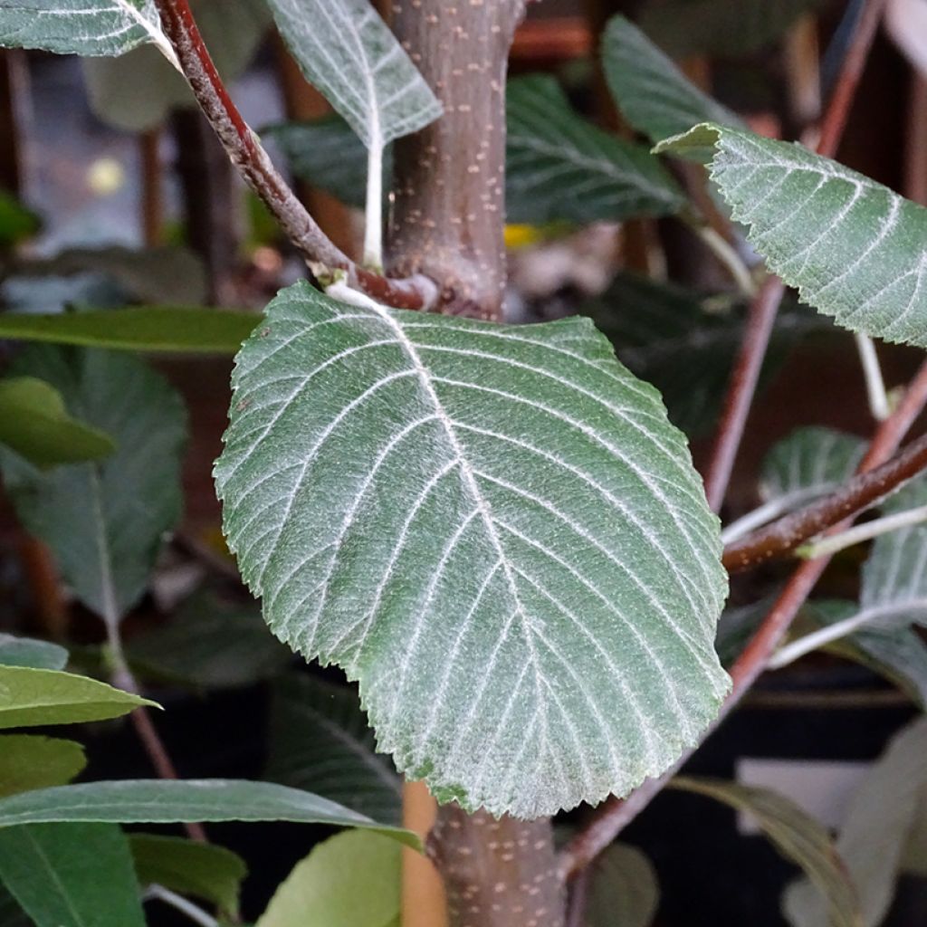 Sorbus aria Lutescens