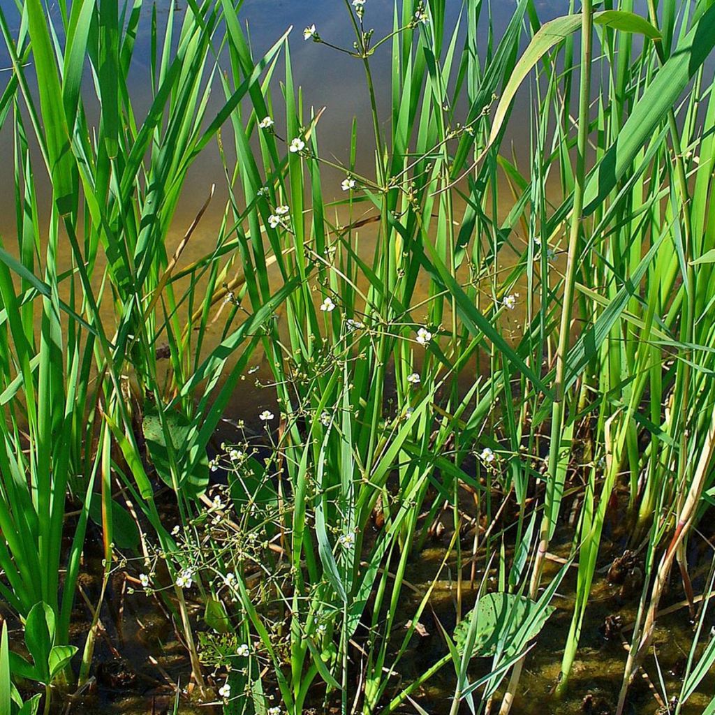 Alisma plantago-aquatica