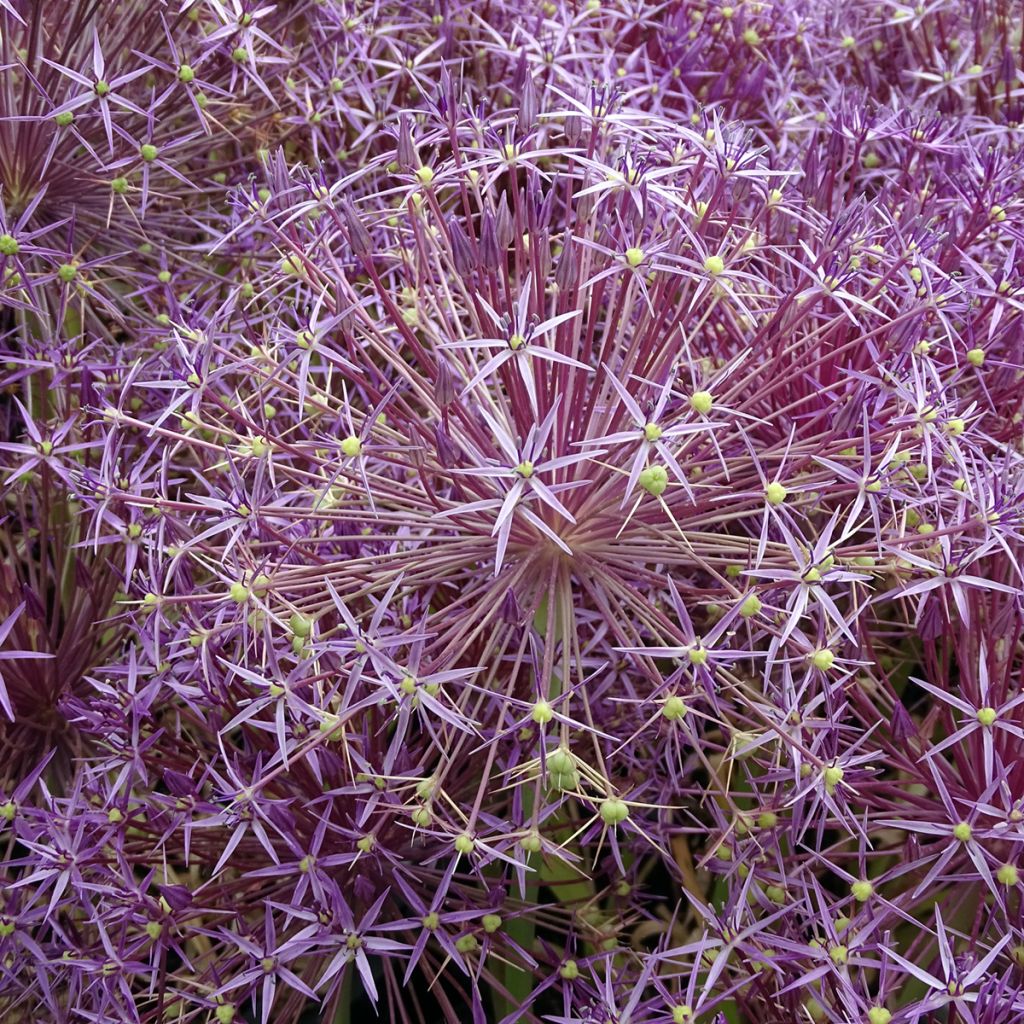 Allium cristophii