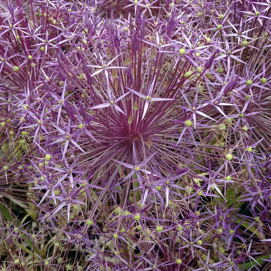 Allium cristophii
