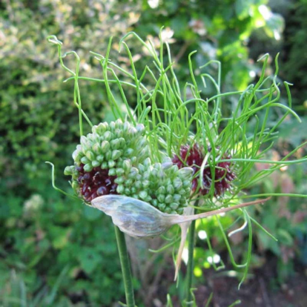 Allium vineale Hair