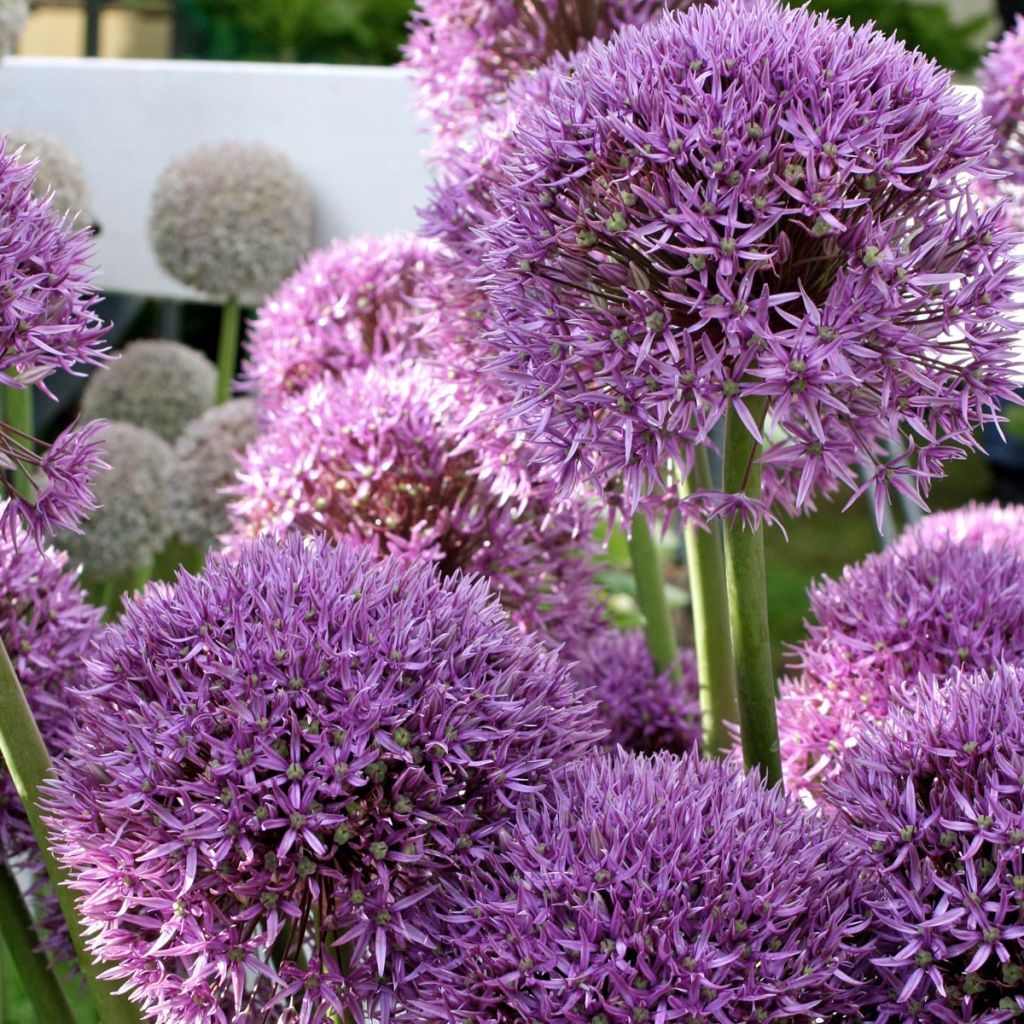 Allium Pinball Wizard
