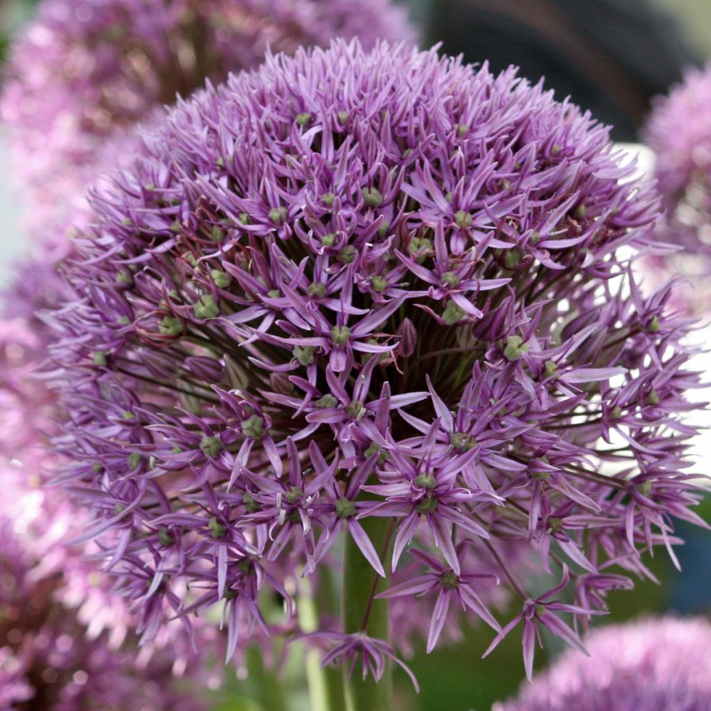 Allium Pinball Wizard