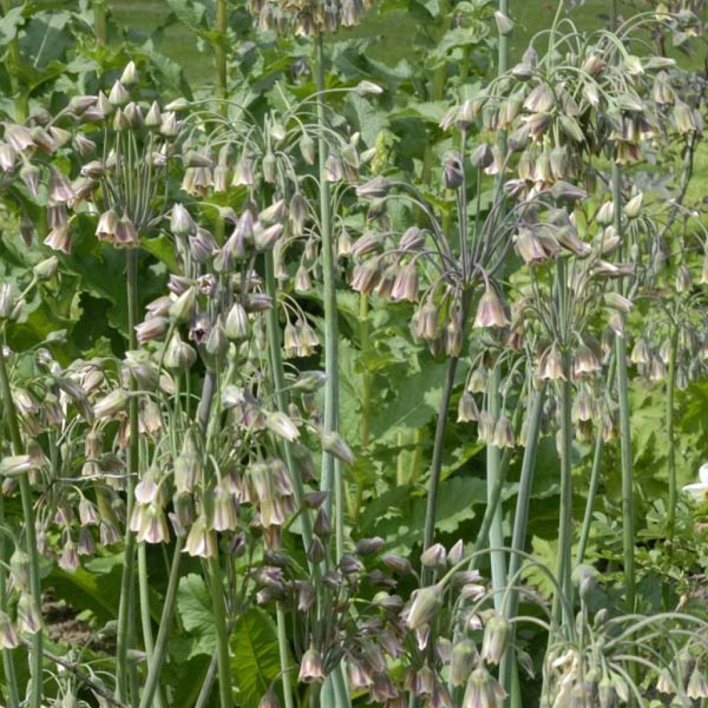 Allium nectaroscordum