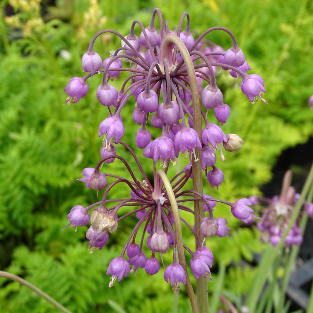 Allium cernuum