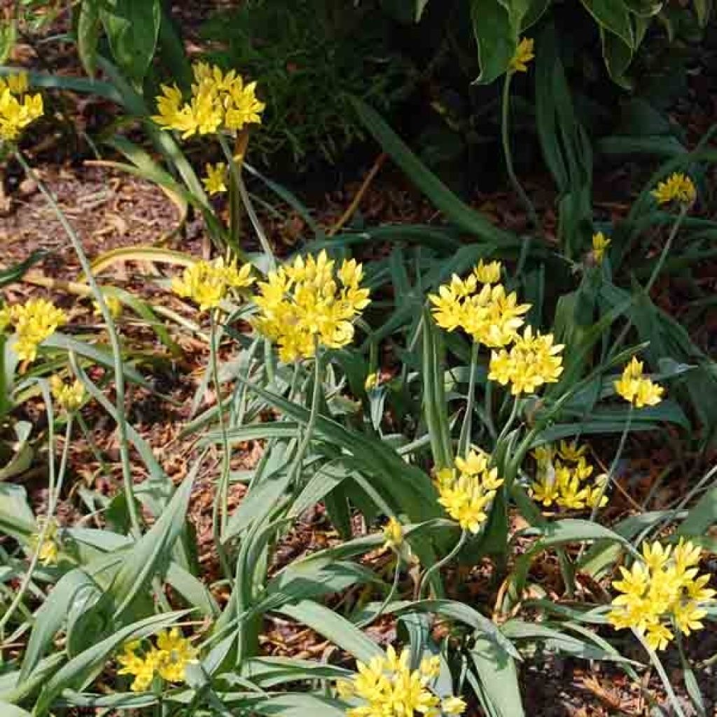 Allium moly