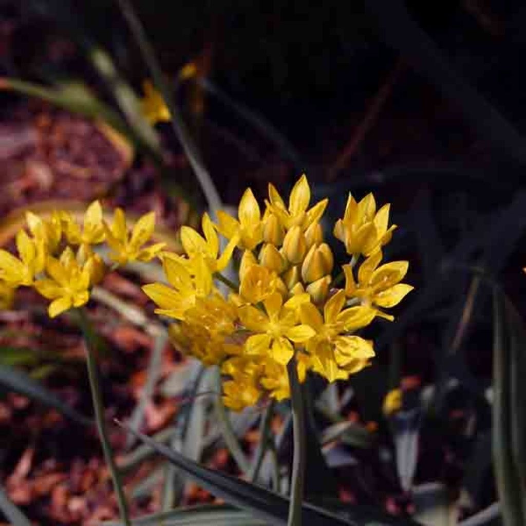 Allium moly