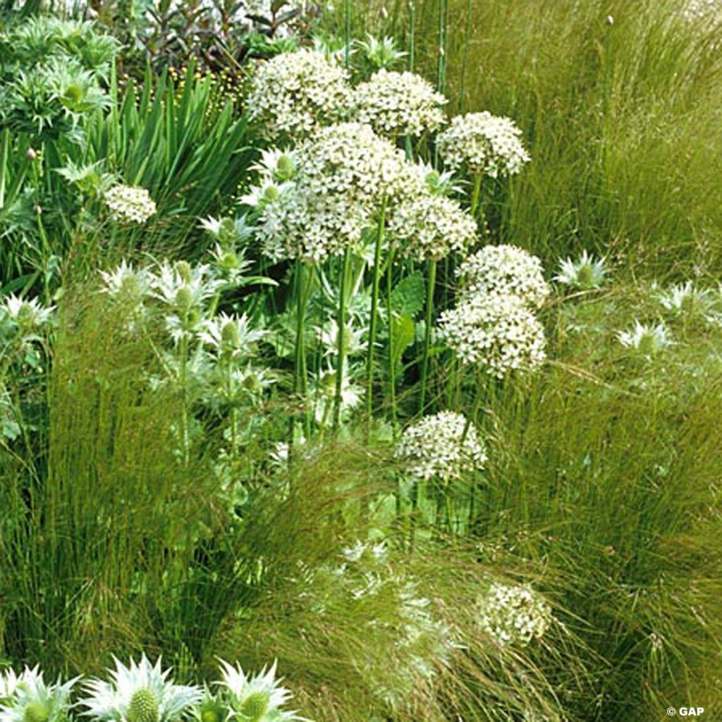 Allium nigrum subsp. multibulbosum