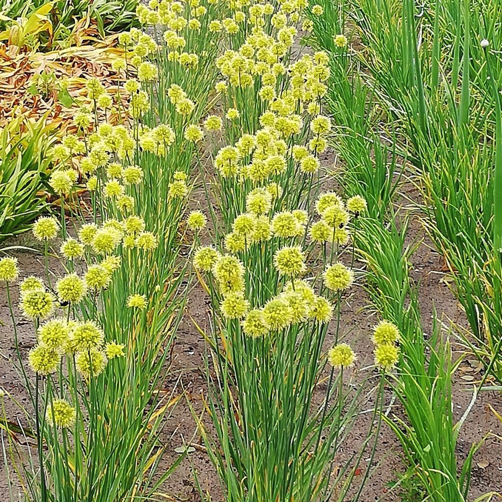 Allium obliquum