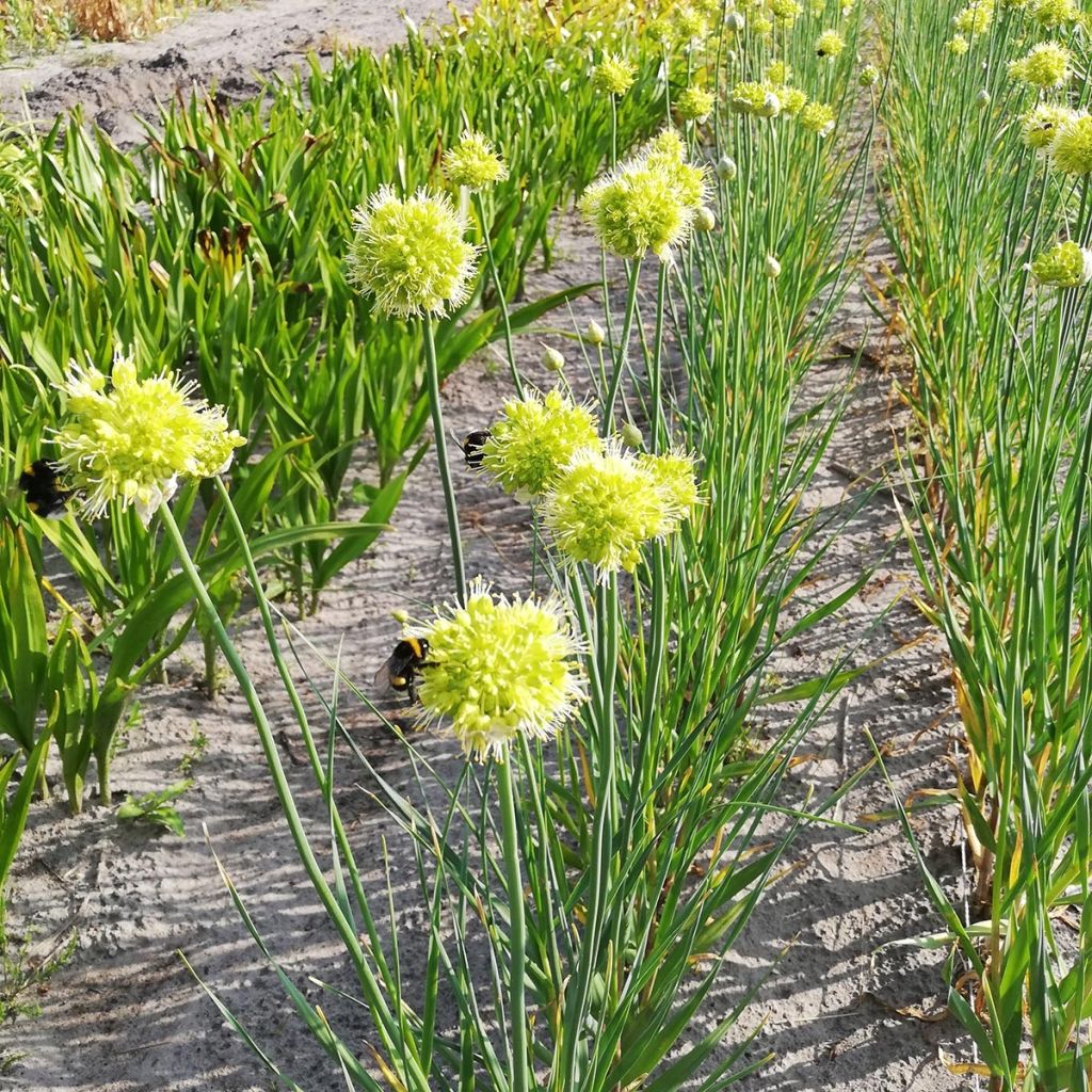 Allium obliquum