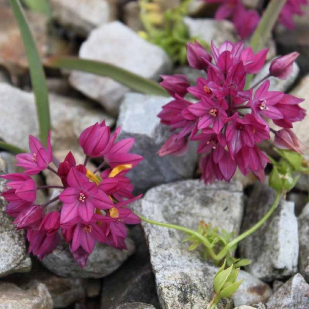 Allium oreophilum