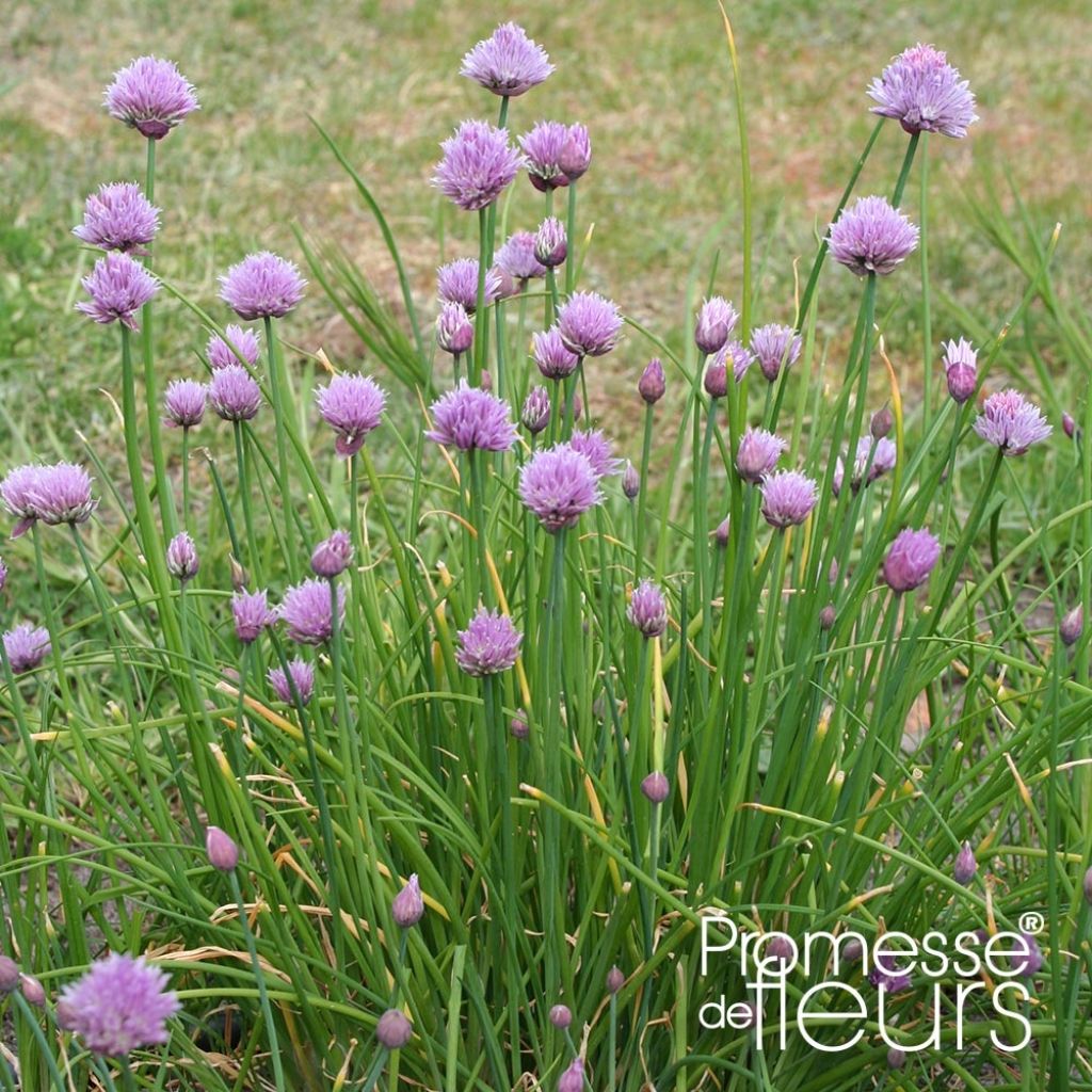 Allium schoenoprasum Rising Star