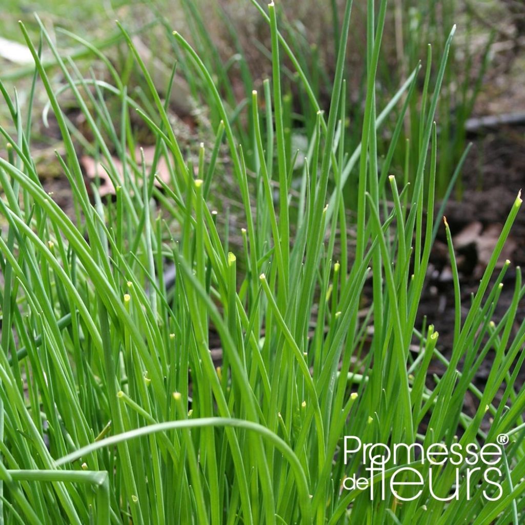 Allium schoenoprasum Rising Star