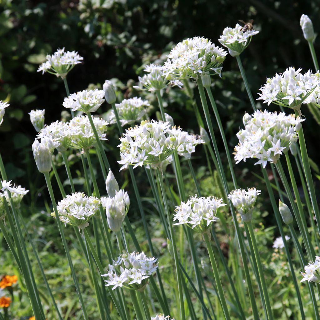 Garlic Chives Cliffs of Dover - Allium tuberosum