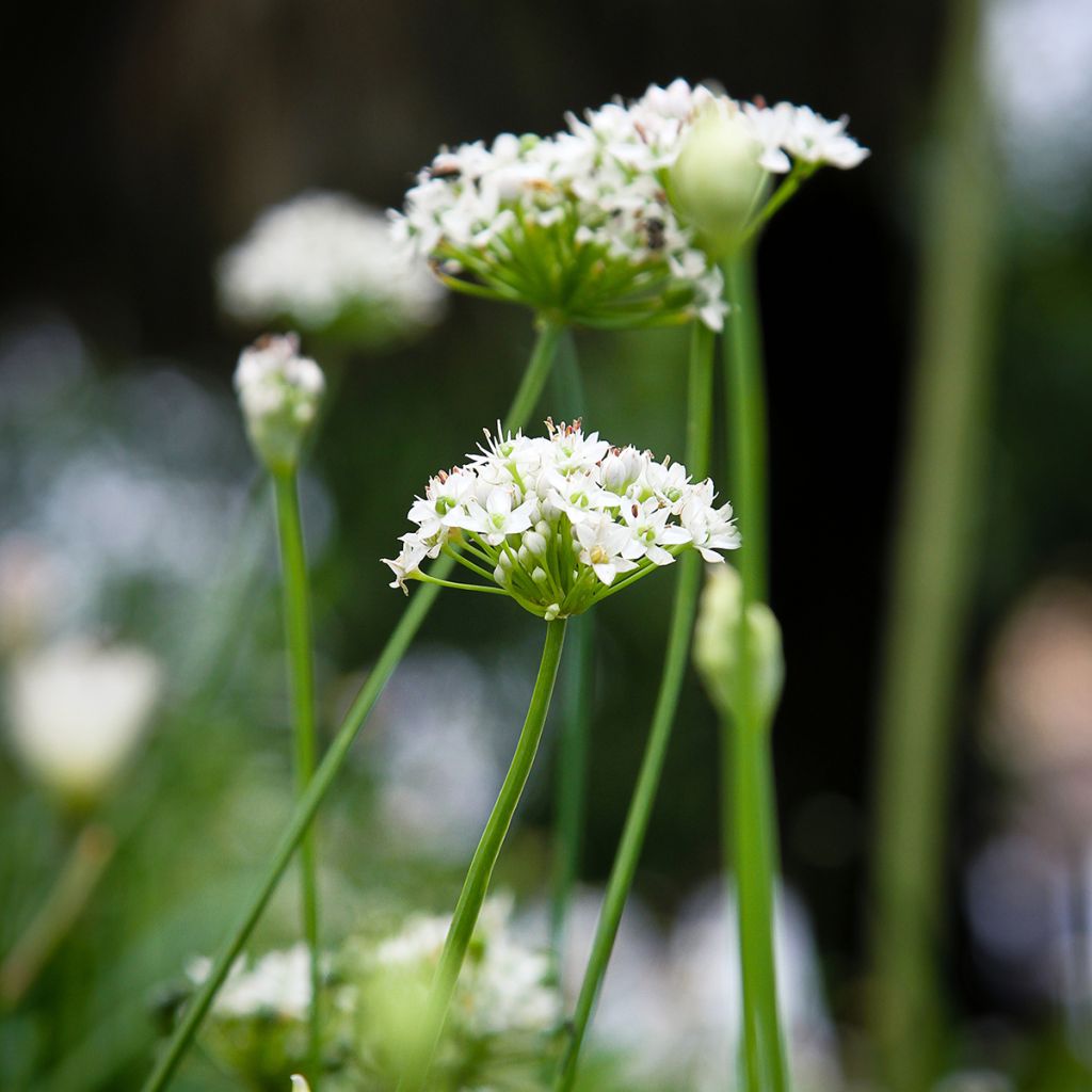 Garlic Chives Cliffs of Dover - Allium tuberosum