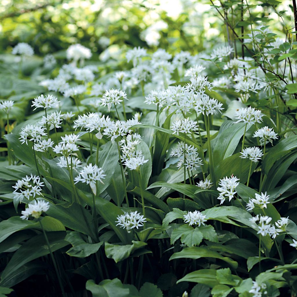 Bear's Garlic - Allium ursinum