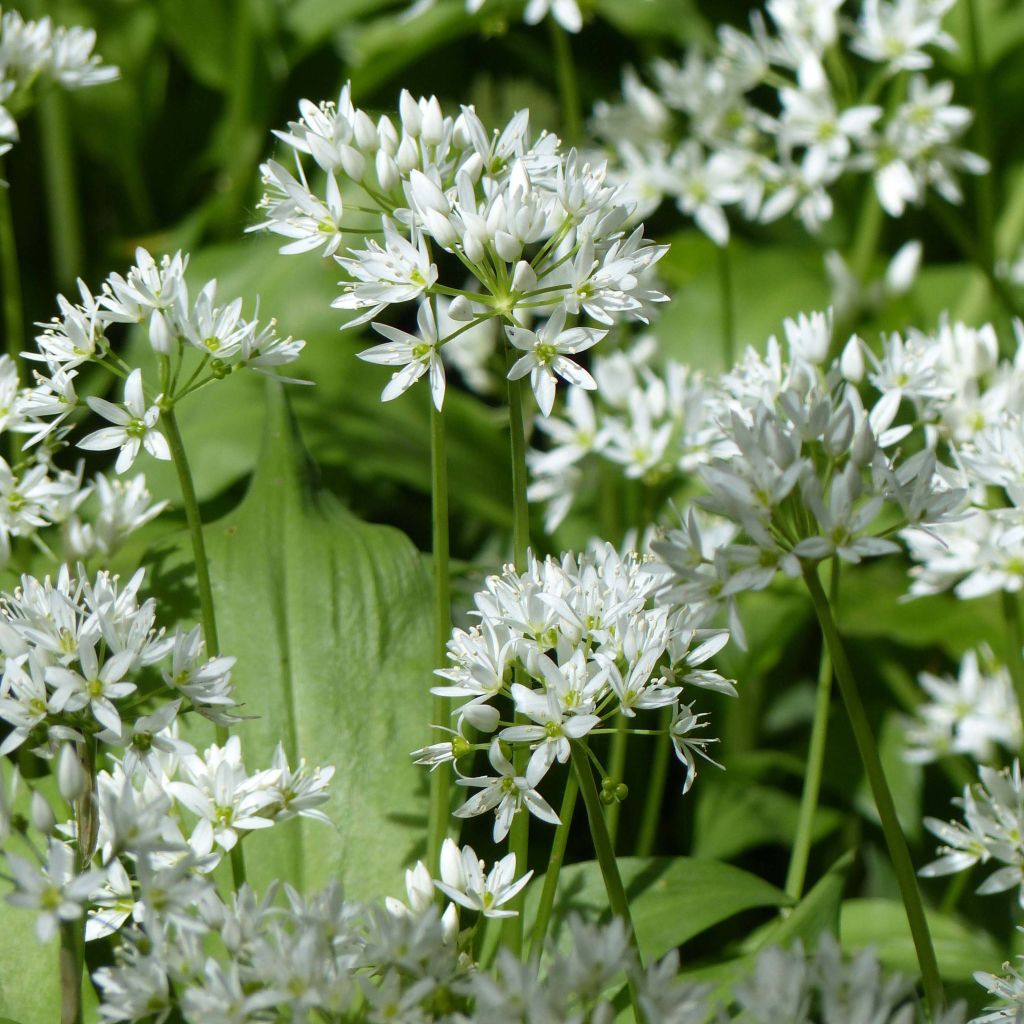 Bear's Garlic - Allium ursinum
