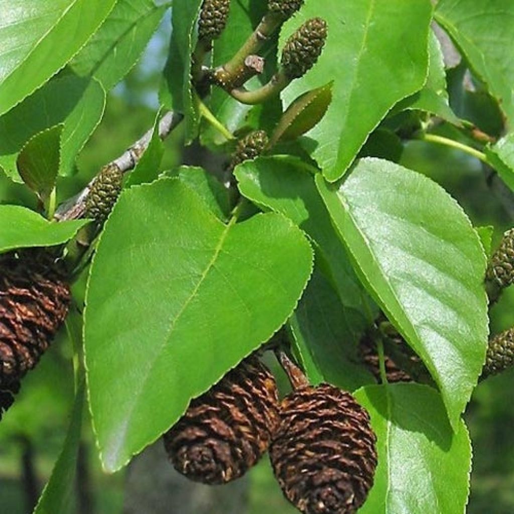 Alnus cordata - Italian Alder